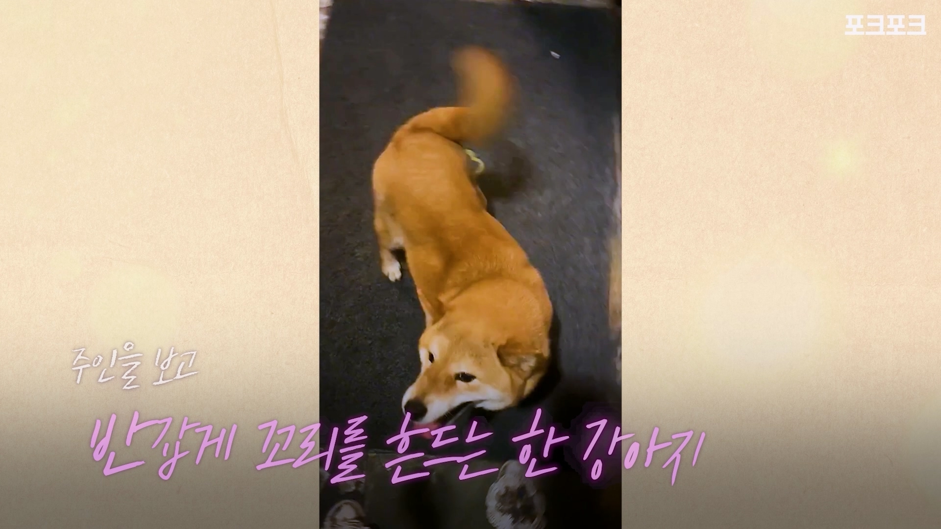A_포크포크_주인 찾아 홀로 8km 달려온 강아지